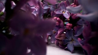 Mor taç yaprakları ve koyu arkaplanda uzanan sarı merkezli ve çiçek açmamış pek çok çiçeğin yakınlaştırılmış makro görüntüsü