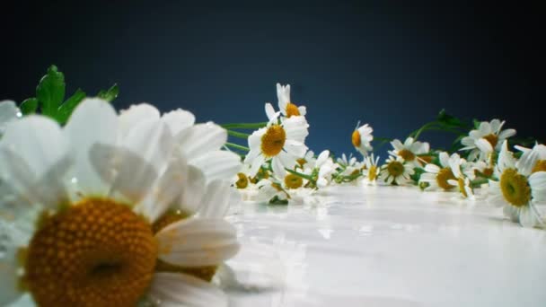 Zoom Metraje Macro Hermosas Flores Manzanilla Húmeda Recién Recogido Del — Vídeo de stock