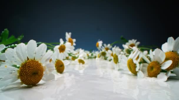 Μακρόστενο Πλάνο Φρέσκα Μαύρα Και Κίτρινα Λουλούδια Χαμομηλιού Πράσινους Μίσχους — Αρχείο Βίντεο