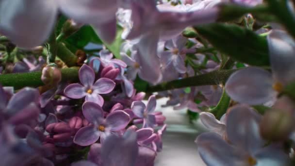 明緑色の葉を持つライラックの花の美しい円錐花のズームアウトマクロショット暗いスタジオの背景 — ストック動画