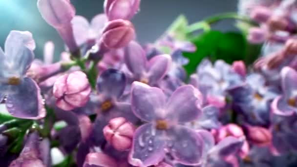 Panning Makro Footage Bright Colorful Syringa Blossoms Green Leaves Lying — Stok Video