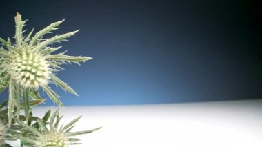 Devedikeni ve yeşil otların koyu eğimli beyaz yüzeydeki makro stüdyo görüntülerini tarıyorum.