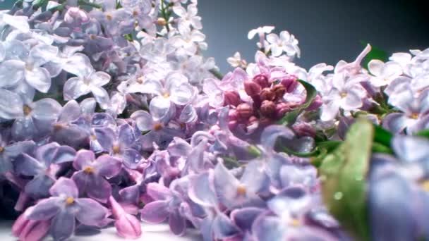 Panning Macro Closeup Lilás Cheiroso Florescido Não Florescido Diferentes Tons — Vídeo de Stock