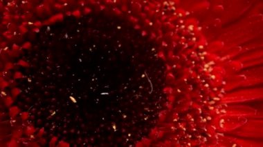 Merkezden uzaklaşıp koyu arkaplanda güzel kırmızı gerbera yapraklarına zum yap