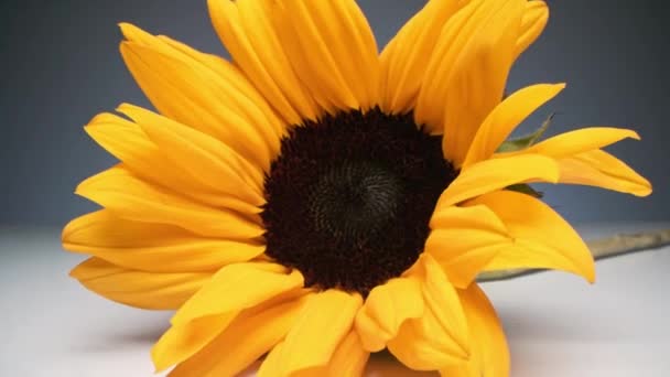 Zoom Macro Estudio Gran Girasol Amarillo Superficie Blanca Fondo Gris — Vídeos de Stock