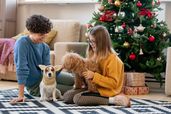 Genç, güzel bir kadın ve günlük kıyafetleriyle komik köpeklerle oynarken ikisi de oturma odasının zemininde Xmas ağacının yanında oturuyor.