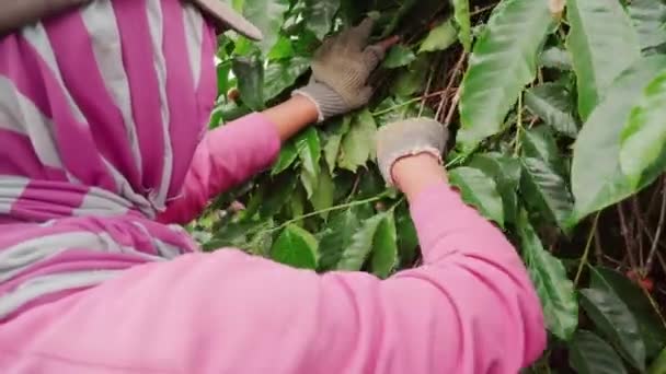 Close Unrecognizable Indonesian Female Wearing Shawl Gloves Picking Ripe Coffee — Stock Video