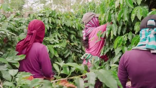 Filmato Medio Retrovisore Giovani Lavoratrici Indonesiane Che Indossano Scialli Che — Video Stock