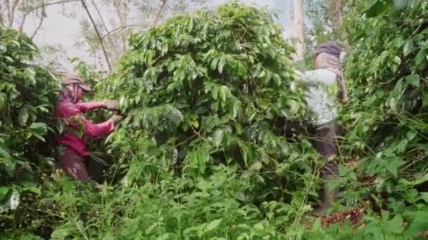 Pełne Ujęcie Dużych Zielonych Drzew Kawy Młodych Indonezyjskich Rolników Zbierających — Wideo stockowe