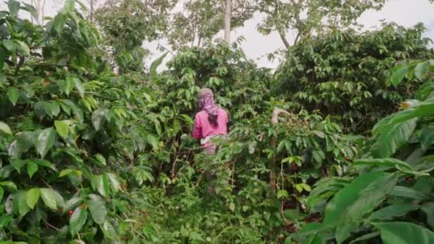 Yeşil Kahve Ağacı Fidanlığı Sıcak Yaz Gününde Mahsul Toplayan Tanınmayan — Stok video