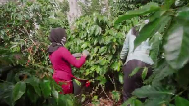 Zoom Bilder Unga Indonesiska Flickor Sjalar Kaffe Körsbär Skörd Med — Stockvideo