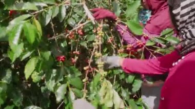 Endonezyalı genç kızların yakın çekimleri hasat mevsiminde ağaçtan kiraz topluyor.