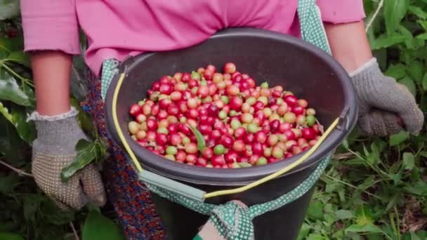 Mittfältsfilm Oigenkännlig Flicka Stående Med Stor Hink Mogna Kaffekörsbär Fästa — Stockvideo