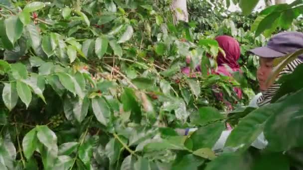 Middelmatige Close Van Jonge Indonesische Landarbeiders Die Het Oogstseizoen Tussen — Stockvideo