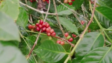 Endonezya 'daki yeşil kahve ağacının dalında taze kahve kirazı kümesi.