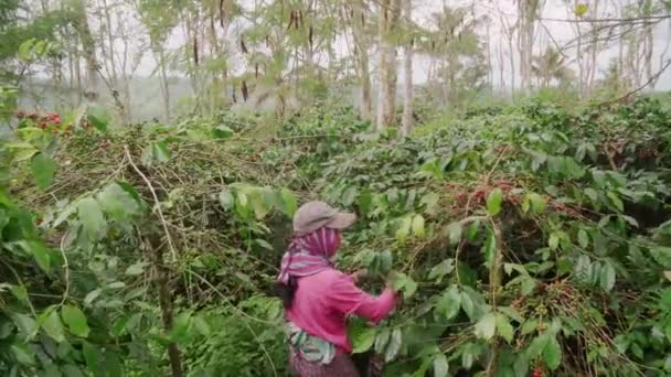 Zooma Skott Buskar Med Kaffe Buskar Och Flicka Rosa Sjal — Stockvideo