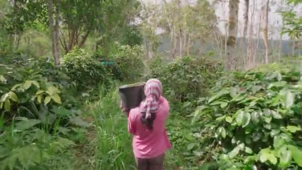 Rastreando Imágenes Retrospectivas Una Joven Agricultora Llevando Gran Cubo Pesado — Vídeo de stock