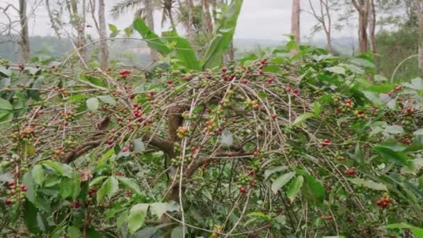 Filmagem Galhos Com Muitas Cerejas Vermelhas Maduras Cachos Plantação Café — Vídeo de Stock