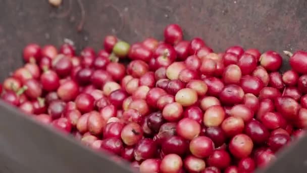 Primer Plano Pilas Cerezas Café Maduras Recién Recogidas Plantación Que — Vídeo de stock