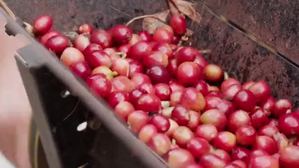 Zbliżenie Przetwarzania Wielu Dojrzałych Wiśni Kawowych Przez Maszynę Rozcierania Przy — Wideo stockowe