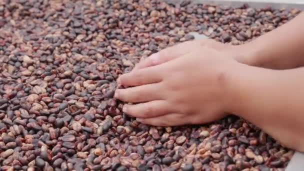 Közelkép Női Gyári Munkásról Aki Maroknyi Kávébabot Szippant Fel Kávéfeldolgozás — Stock videók