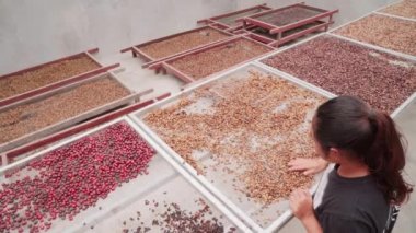 Endonezyalı kadın işçilerin kahve çekirdeklerini elle ayırıp hasarlı olanları çıkardıkları en iyi görüntü.