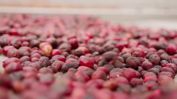 Primer Plano Verter Desde Arriba Cerezas Café Rojo Medio Secas — Vídeos de Stock