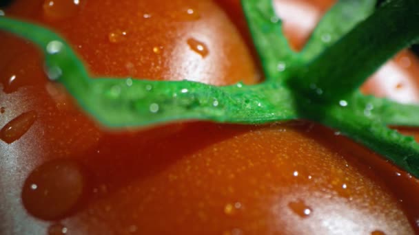 单成熟番茄的宏观画面 绿色尾巴 刚刚从花园采摘并洗净 — 图库视频影像