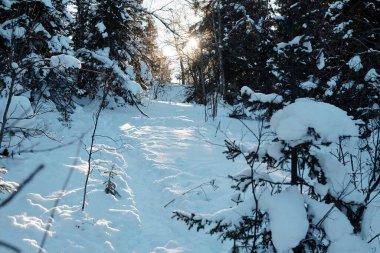 Ağaçların görkemli manzarası ormanın etrafını karla kaplamış güneş ışınları kış günü dalları delip geçiyor.