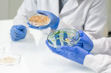 Çağdaş iki laboratuar çalışanının eldivenli elleri ya da masa başında oturup soya taneleri ve labaratuvar yetiştirilmiş lahanalar üzerinde çalışan araştırmacıların elleri.