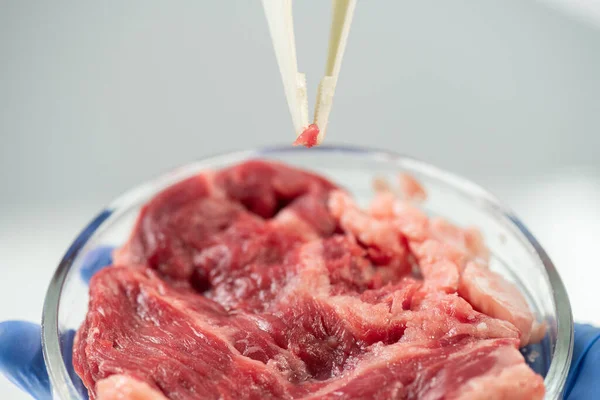 생야채 고기가 페트리 접시를 플라스틱 핀셋으로 샘플을 채취하는 연구자들의 매료되었습니다 — 스톡 사진