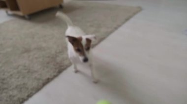 Tenis topu tutan tanınmamış bir adam, topu ileri atıyor. Jack Russell Terrier 'la oynuyor. Evde yakalıyor.