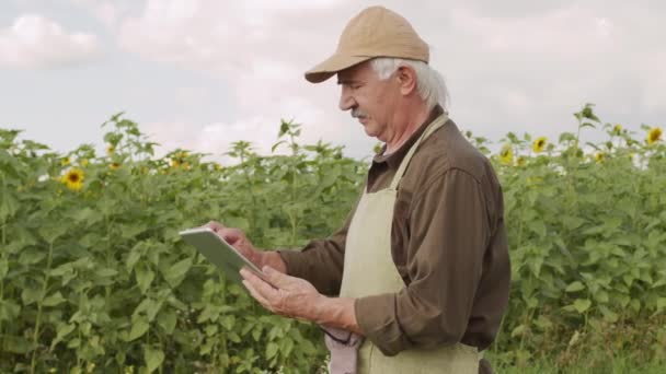 Středně Zpomalené Záběry Seniorského Agronoma Stojícího Digitálním Tabletem Venkovském Slunečnicovém — Stock video