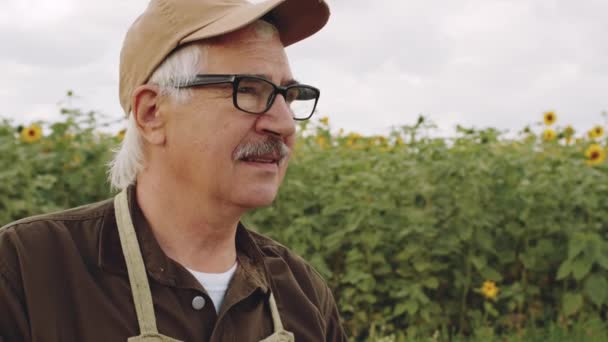 Tiltning Slow Motion Närbild Senior Kaukasiska Agronomen Kontrollera Grödor Solrosfält — Stockvideo