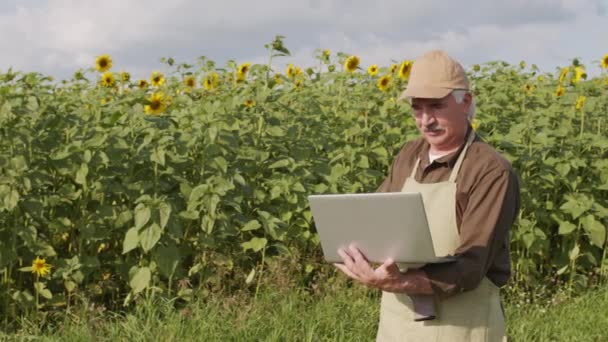站在农村向日葵地里的高级高加索农艺学家在笔记本电脑上工作的中等慢镜头 — 图库视频影像
