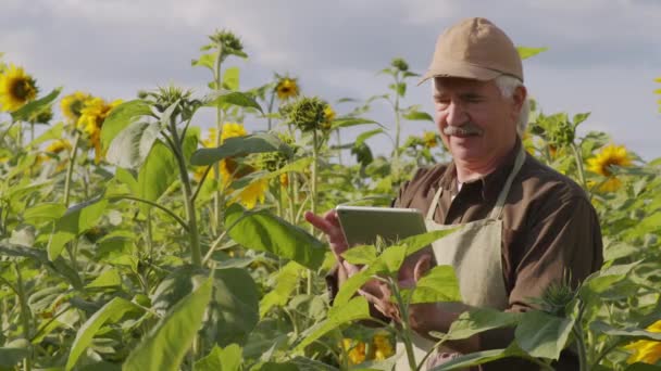 Średnie Spowolnienie Zbliżenie Starszego Rolnika Tabletem Cyfrowym Sprawdzające Jakość Upraw — Wideo stockowe