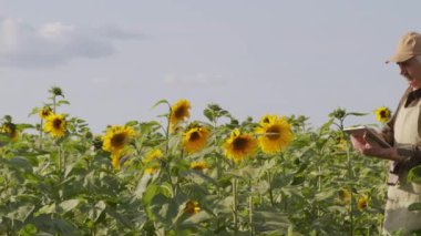 Kıdemli çiftçinin ayçiçeği tarlasını gözlemlediği ve dijital tablet üzerine notlar aldığı orta yavaş görüntüler taranıyor.