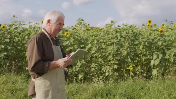 晴れた日には屋外でひまわり畑を観察するデジタルタブレットを使用して シニア白人農学者の中低速ショットを追跡 — ストック動画