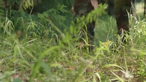 Imagens Baixa Seção Soldados Inteligência Militar Irreconhecíveis Uniforme Camuflagem Andando — Vídeo de Stock