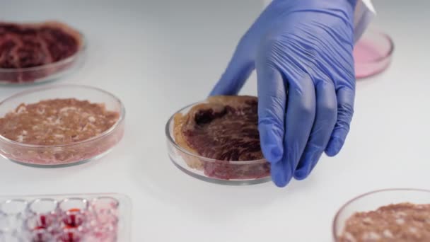 用豆肉题词盖住培养皿盖 在实验室进行研究 这是一个难以辨认的科学家关闭培养皿的过程 — 图库视频影像