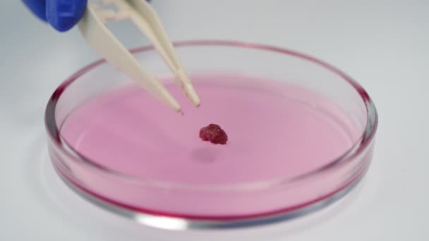 Zbliżenie Małego Kawałka Mięsa Hodowlanego Umieszczonego Płytce Petriego Różowym Żelem — Wideo stockowe