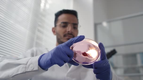 Baixo Ângulo Close Cientista Microbiologia Oriente Médio Observando Placa Petri — Vídeo de Stock