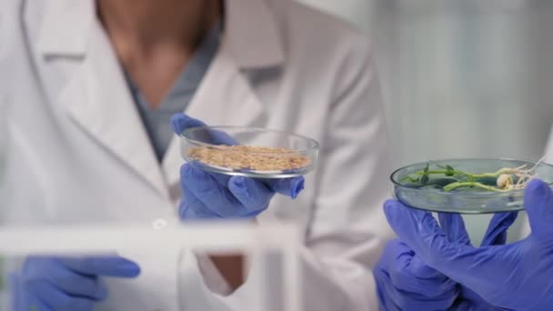 プラスチックペトリ皿に遺伝子組換え植物の種子を調べる専門微生物学者のチームの中間部の閉鎖 — ストック動画