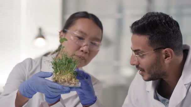 一对年轻化 多样化的生物技术专家在实验室对改性绿苗进行的慢动作特写实验 — 图库视频影像