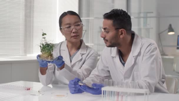 現代の研究室では 多民族科学者が新緑の芽について議論し 検討している — ストック動画
