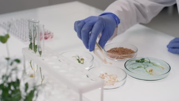 研究室での解析のためにペトリ皿から遺伝子組み換え植物の種子を引っ張るピンセットで認識できない科学者のスローモーション閉鎖 — ストック動画