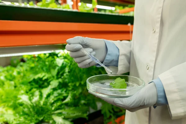 Ręce Biologa Trzymającego Szalkę Petriego Próbką Liścia Zielonej Sałaty Zrzucającą — Zdjęcie stockowe