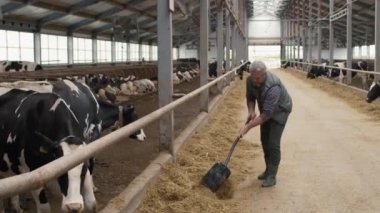 Gri saçlı ve sakallı orta yaşlı bir adamın süt çiftliğindeki sığır besleme alanından saman küreklediği yavaş çekim.