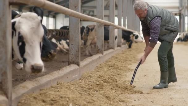 Tilt Shot Van Middelbare Leeftijd Mannelijke Melkveehouder Met Grijs Haar — Stockvideo
