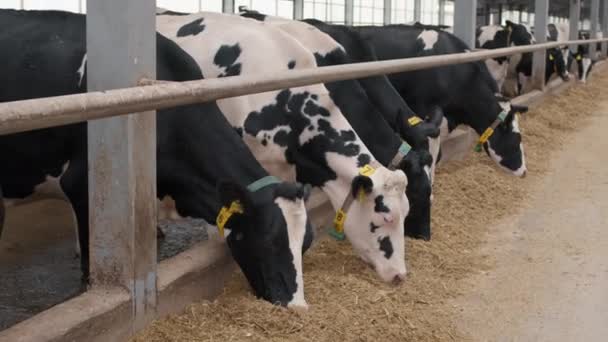 Повільне Нахилення Стада Корів Стоять Продовольстві Їдять Сіно Молочній Фермі — стокове відео